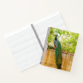 Peacockノートブック1 ノートブック (内部)