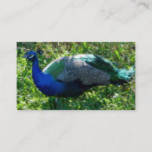 Peacock名刺 名刺 (正面)