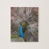 Peacock  ジグソーパズル (縦)