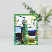 Peacock,小切手用はがきに ポストカード (スタンド正面)