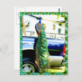 Peacock,小切手用はがきに ポストカード (正面/裏面)