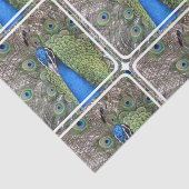 peacock-3.jpg 薄葉紙 (詳細)