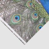 peacock-3.jpg 薄葉紙 (詳細)