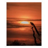 Peacock at Sunrise ポスター (正面)