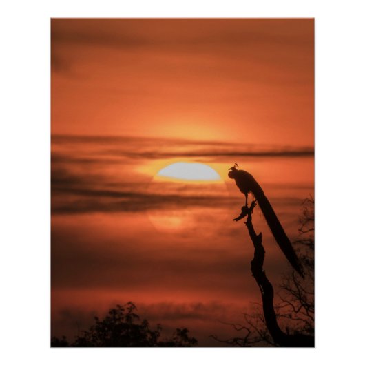 Peacock at Sunrise ポスター (正面)
