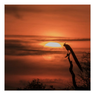 Peacock at Sunrise ポスター