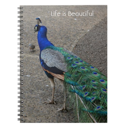 Peacock Bird Kauai (my photography) ノートブック (正面)