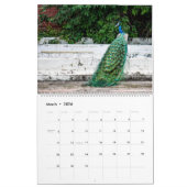Peacock Calendar 2026 Wall Photo  カレンダー (3月 2026)