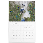 Peacock Calendar 2026 Wall Photo  カレンダー (1月 2026)