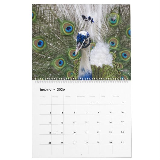 Peacock Calendar 2026 Wall Photo  カレンダー (1月 2026)
