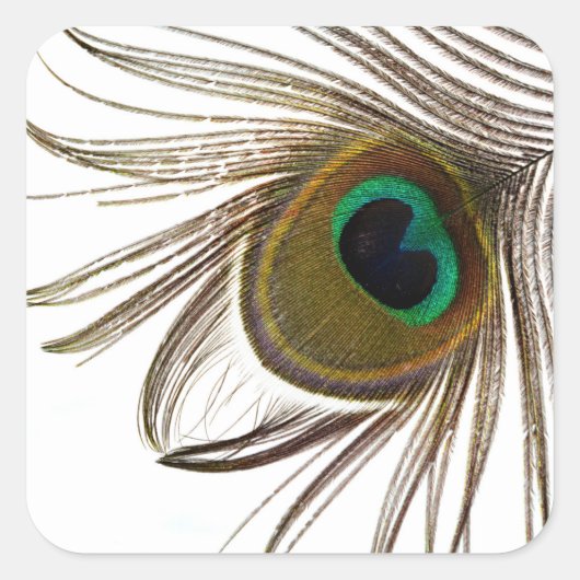  Peacock Feather     スクエアシール (正面)