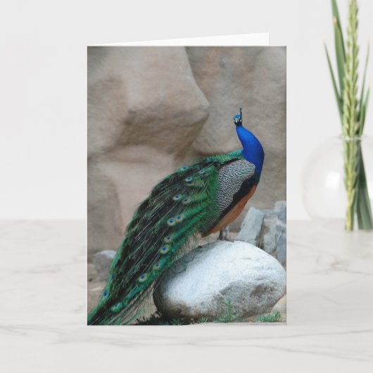 Peacock greeting or note card カード (正面)