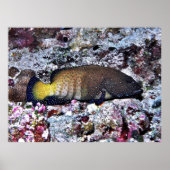Peacock Grouper ポスター (正面)