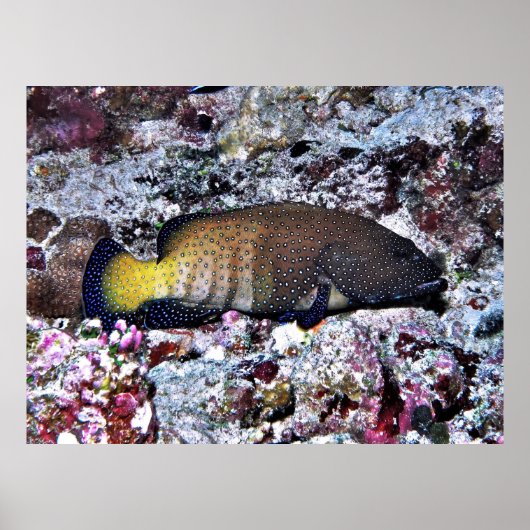 Peacock Grouper ポスター (正面)