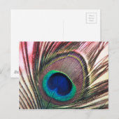 peacock.jpg ポストカード (正面/裏面)
