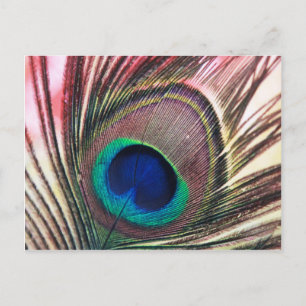 peacock.jpg ポストカード
