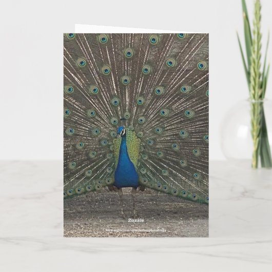 PEACOCK PHOTO ANNIVERSARY GREETING CARD カード (裏面)