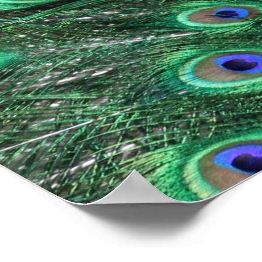 Peacock Poster ポスター (角)