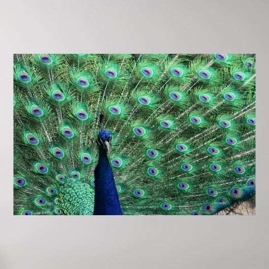 Peacock Poster ポスター (正面)