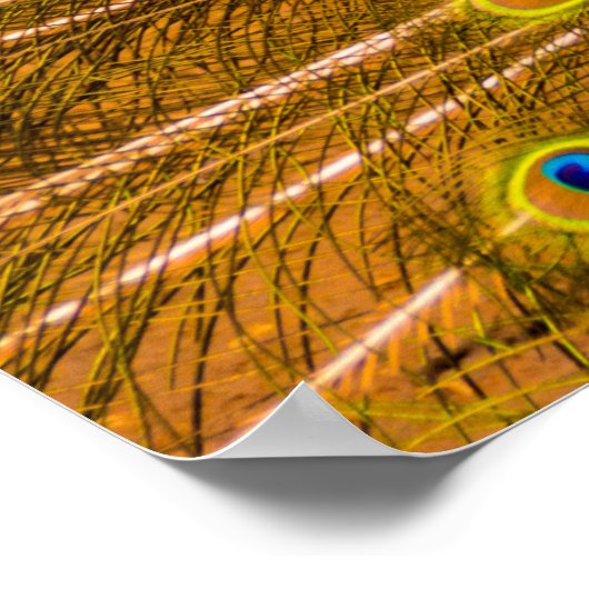 Peacock, Silver Falls, Kauai, Hawaii ポスター (角)