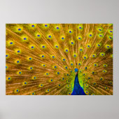 Peacock, Silver Falls, Kauai, Hawaii ポスター (正面)