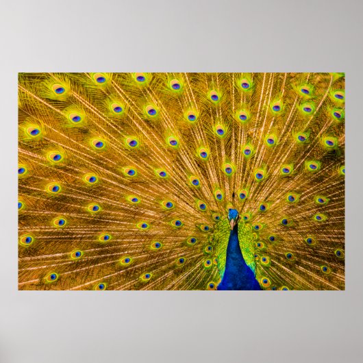 Peacock, Silver Falls, Kauai, Hawaii ポスター (正面)