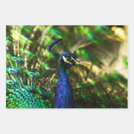 Peacock wrapping paper  ラッピングペーパーシート