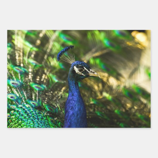 Peacock wrapping paper  ラッピングペーパーシート (正面)