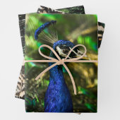 Peacock wrapping paper  ラッピングペーパーシート (インサイチュ)