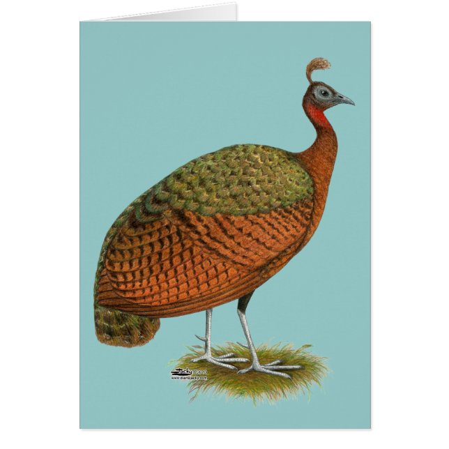 Peafowl：コンゴのピーヘン (正面)