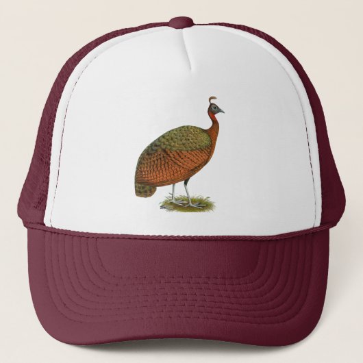 Peafowl:コンゴのピーヘン キャップ (正面)