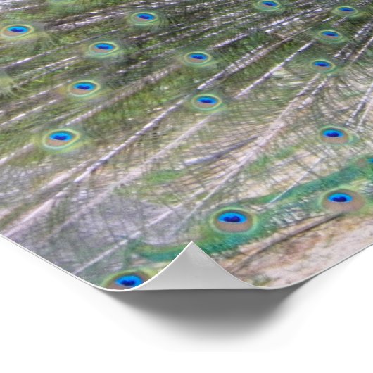 peafowl in full bloom ポスター (角)