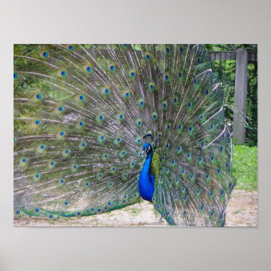 peafowl in full bloom ポスター (正面)