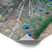 peafowl up close ポスター (角)