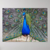 peafowl up close ポスター (正面)