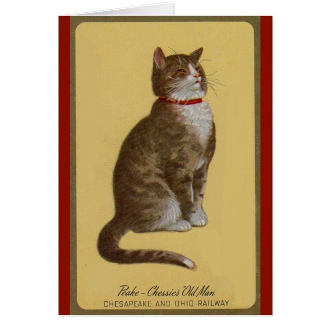 Peake, Chessie's Old Man tomcat tabby cat (正面)