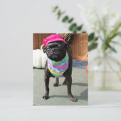 Peal - Pug and Boston Terier Mix Breed Photo-08 ポストカード (スタンド正面)