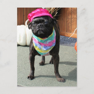 Peal - Pug and Boston Terier Mix Breed Photo-08 ポストカード