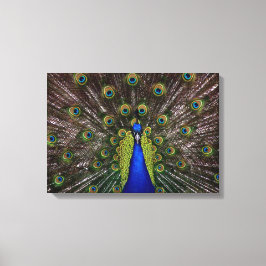 Peaqcock誇りを持ったキャンバス印刷 キャンバスプリント