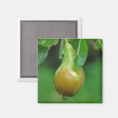 Pearカンファレンスマグネット マグネット (正面/裏面)