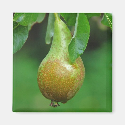Pearカンファレンスマグネット マグネット (正面)