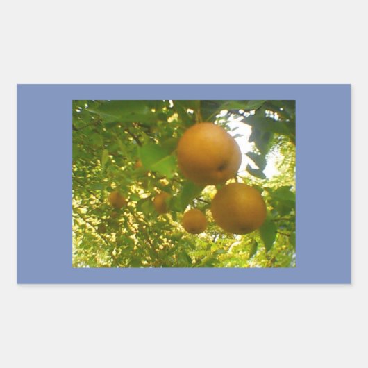 Pear開花 長方形シール (正面)