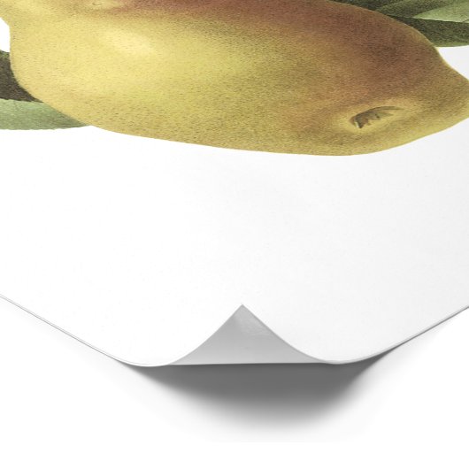 pear(Pyrus sp.)by Redoute ポスター (角)