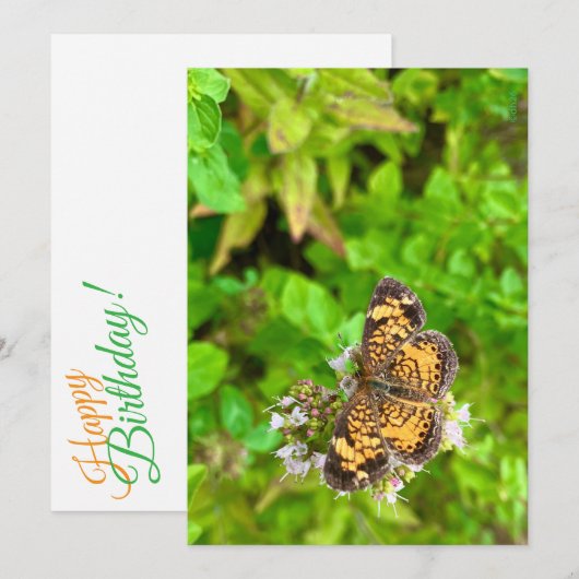 Pearl Crescent butterfly birthday card dh26 (正面/裏面)