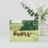 Pebbles、Lady、Sugar、Limited、Gump Pustcard ポストカード (スタンド正面)