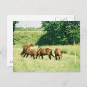 Pebbles、Lady、Sugar、Limited、Gump Pustcard ポストカード (正面/裏面)