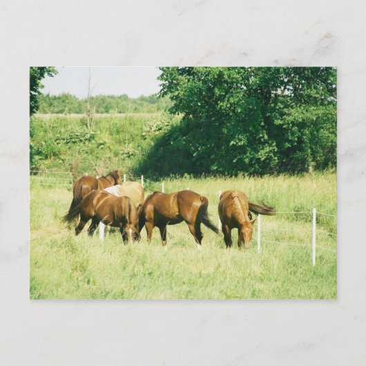 Pebbles、Lady、Sugar、Limited、Gump Pustcard ポストカード (正面)