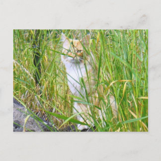 Peek-a-boo子猫はがき ポストカード