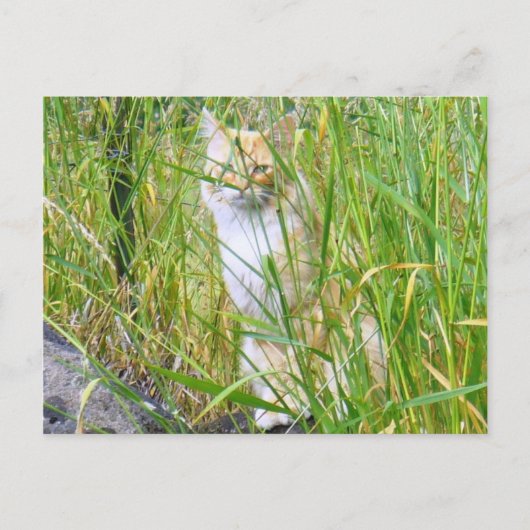 Peek-a-boo子猫はがき ポストカード (正面)