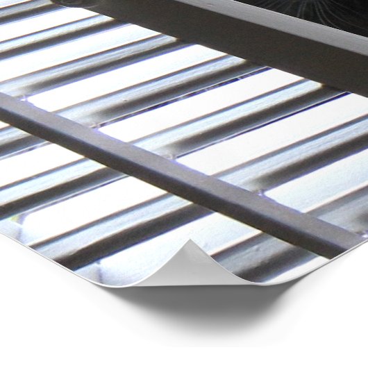 Peek-a-Boo子猫、Cat in the Window Poster ポスター (角)